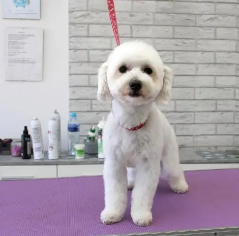 Hundefrisur für Maltipoo in Stettin