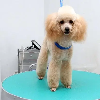 Hundefrisur für Zwergpudel in Stettin