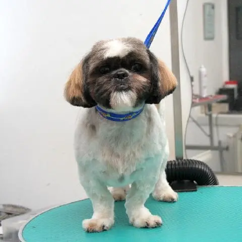 Hundefrisur für Shih Tzu in Stettin