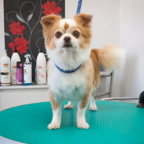 Hundefrisur für Chihuahua in Stettin