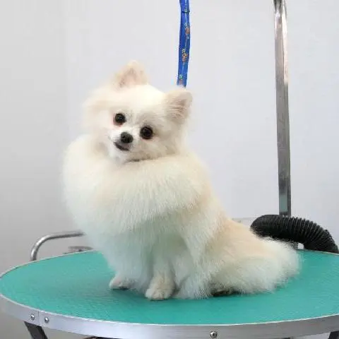 Hundefrisur für Spitz in Stettin