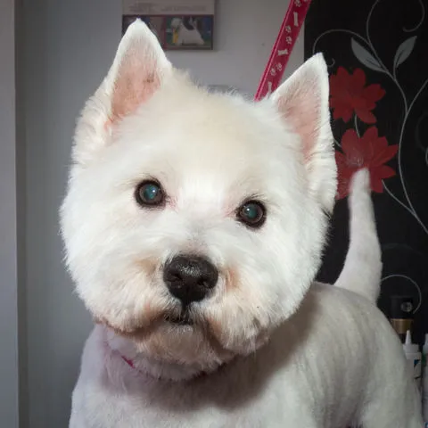 Hundefrisur für West Highland White Terrier in Stettin
