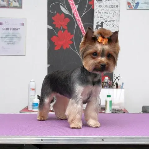 Hundefrisur für Yorkshire Terrier in Stettin