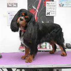 Cavalier King Charles Spaniel-Haarschnitt in Stettin