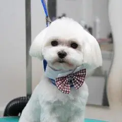 Malteser-Haarschnitt in Stettin