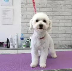 Maltipoo-Haarschnitt in Stettin