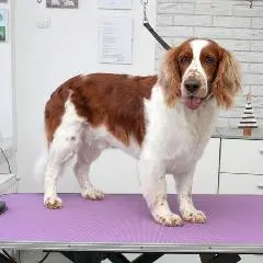 spaniel-Haarschnitt in Stettin