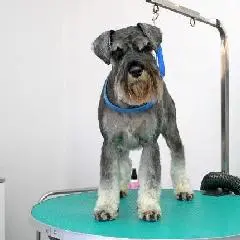 Zwergschnauzer-Haarschnitt in Stettin