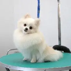 Spitz-Haarschnitt in Stettin