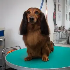 Dackel-Haarschnitt in Stettin