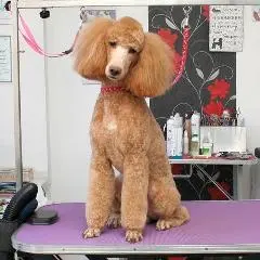 Kleinpudel-Haarschnitt in Stettin