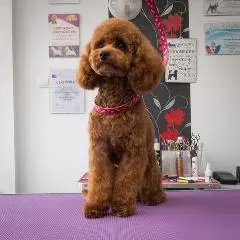 Spielzeugpudel-Haarschnitt in Stettin