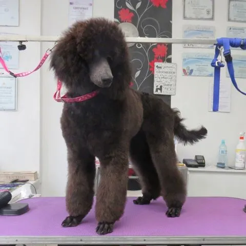 Hundefrisur für Großpudel in Stettin